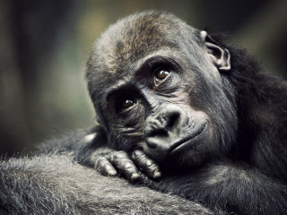 布鲁克菲尔德动物园