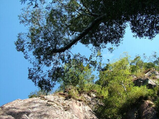 溪头森林游乐区