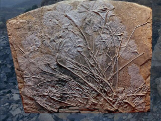 古脊椎动物群化石遗址