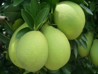 慈云山文旦观光果园