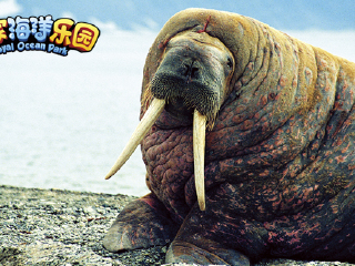 皇家海洋乐园