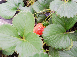 天津芝心园草莓采摘园