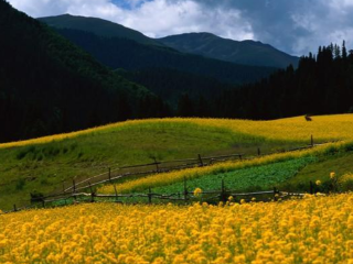 百花村