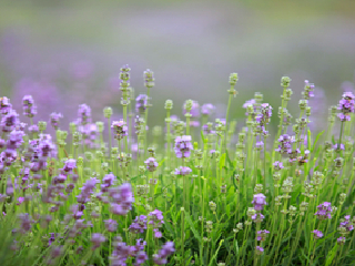 山东青岛香博园