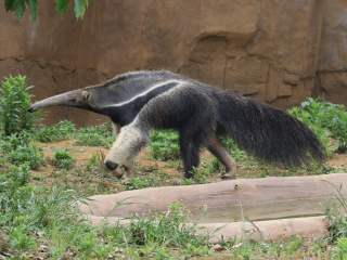 杭州野生动物世界