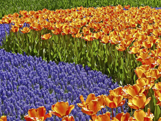 千亩薰衣草花海