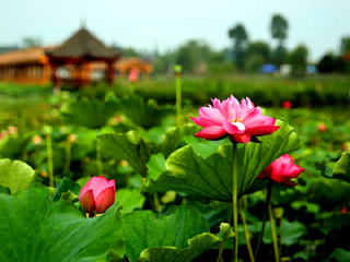 蜀水荷乡•千手观音园