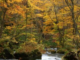 奥入濑河