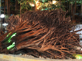 兴隆南国热带雨林