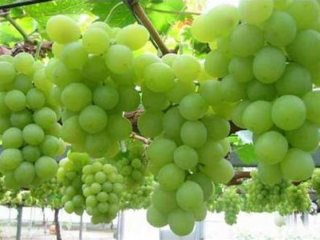 张家湾葡香苑园