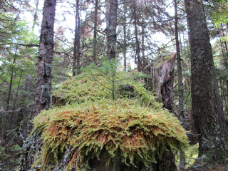 赫林海湾省级公园