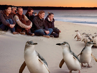 菲利普岛自然公园