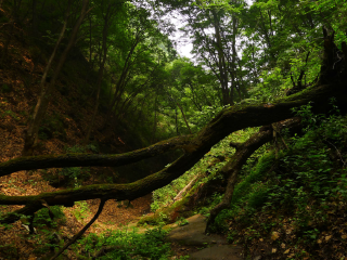 龙泉国家森林公园