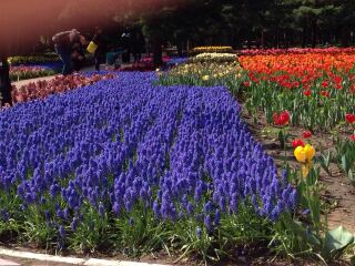 黑龙江省农科院园艺博览园