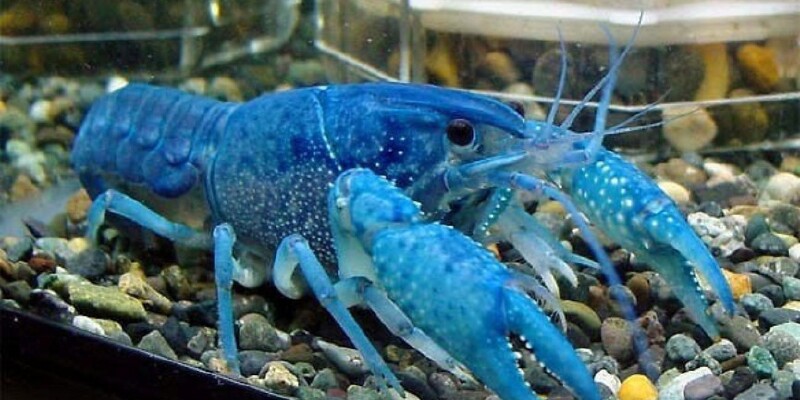 佛罗里达蓝鳌虾_佛罗里达省特色美食_佛罗里达省小吃_途牛