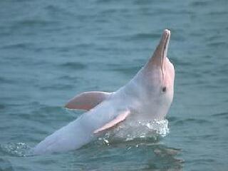 雷州珍稀水生物保护区