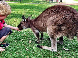 澳大利亚悉尼爬行动物公园