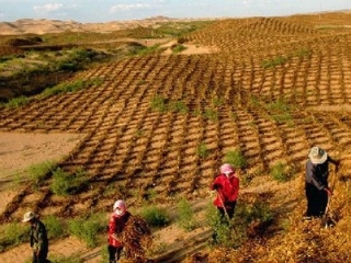 白芨滩自然保护区