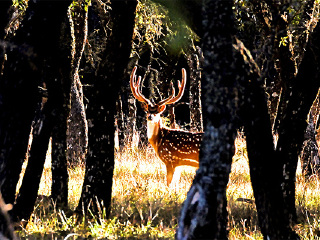 “美国狩猎”德克萨斯私人牧场
