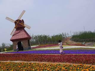 杭州湾海上花田景区