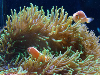 汤斯维尔珊瑚礁水族馆