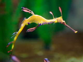 塔斯马尼亚海马世界和南洋水族馆