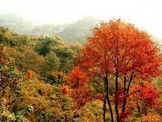 自由时代帐篷营地