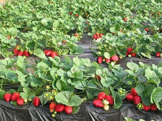 树友草莓采摘园