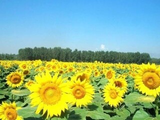 世界葵花游园嘉年华