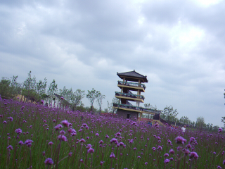 杭州湾海上花田景区