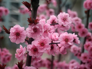 湖州古木艺术馆