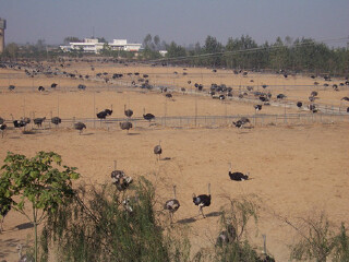鸵鸟王生态园