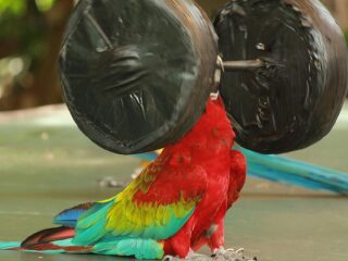 海南热带飞禽世界