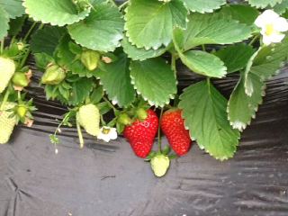 北京平谷京香园采摘