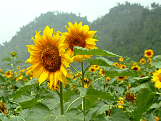 大木花谷