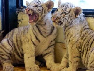 非洲狮野生动物园