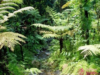 马达加斯加热带雨林