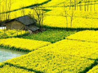 汉中油菜花