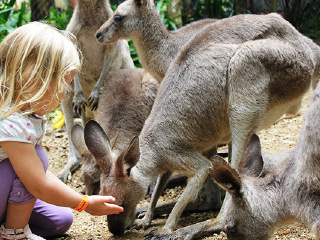凯恩斯热带动物园