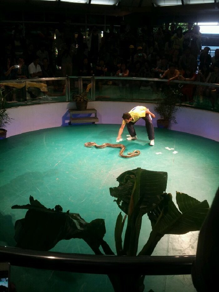 最后一天的蛇园,就是导游介绍蛇药的地方啦,旅游过的都知道,行程少不