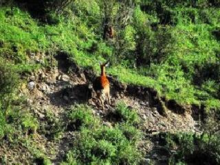 铁布梅花鹿自然保护区