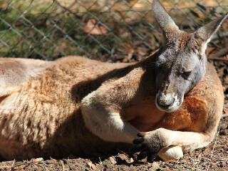 澳洲野生动物园