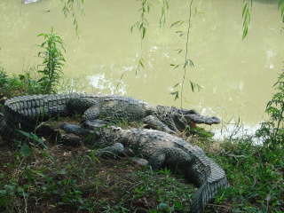 湖州长兴扬子鳄村