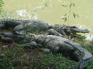 湖州长兴扬子鳄村