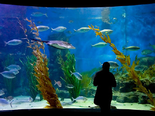 墨尔本海洋生物水族馆