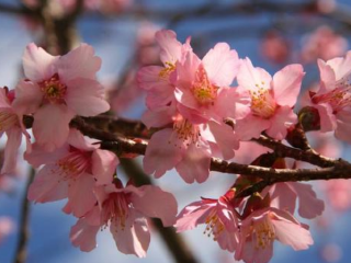 梨山福寿山农场