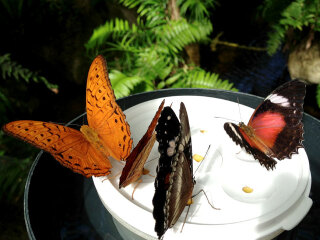 凯恩斯蝴蝶生态馆