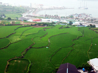 大韩茶叶观光农园