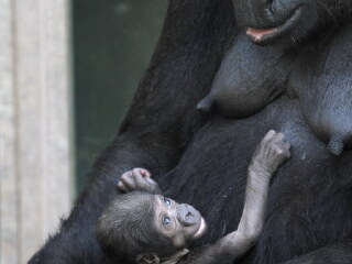 澳大利亚悉尼塔朗加动物园