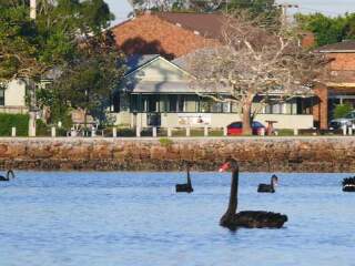垂枝相思树湖国家公园